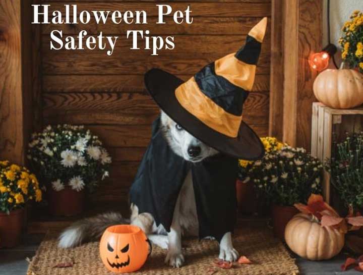 Halloween Pet Safety Tips